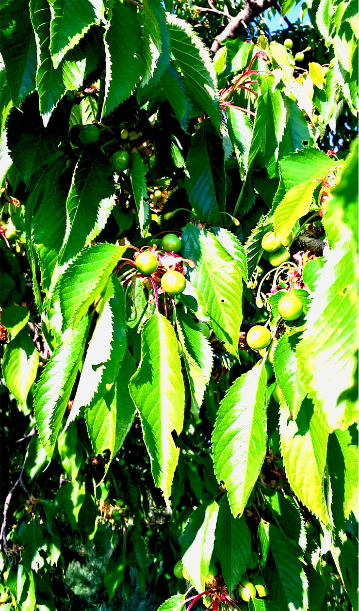 Asolo's Cherries B&B
